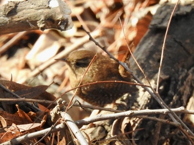 Winter Wren - ML397564871