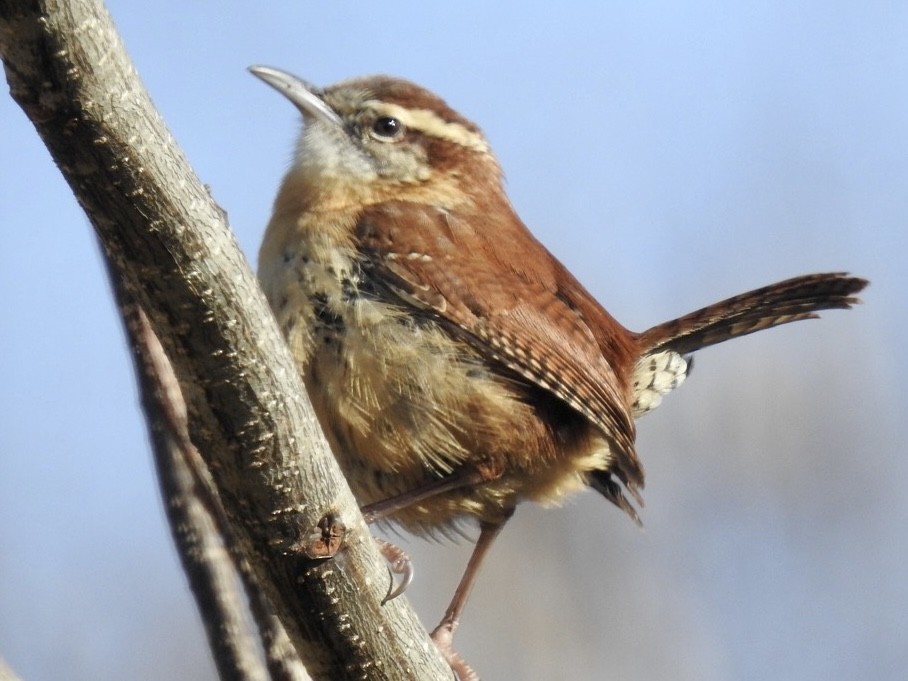 Carolina Wren - ML397564901