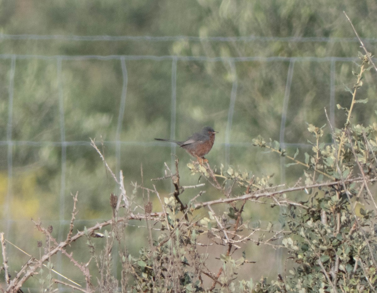 Dartford Warbler - João  Esteves