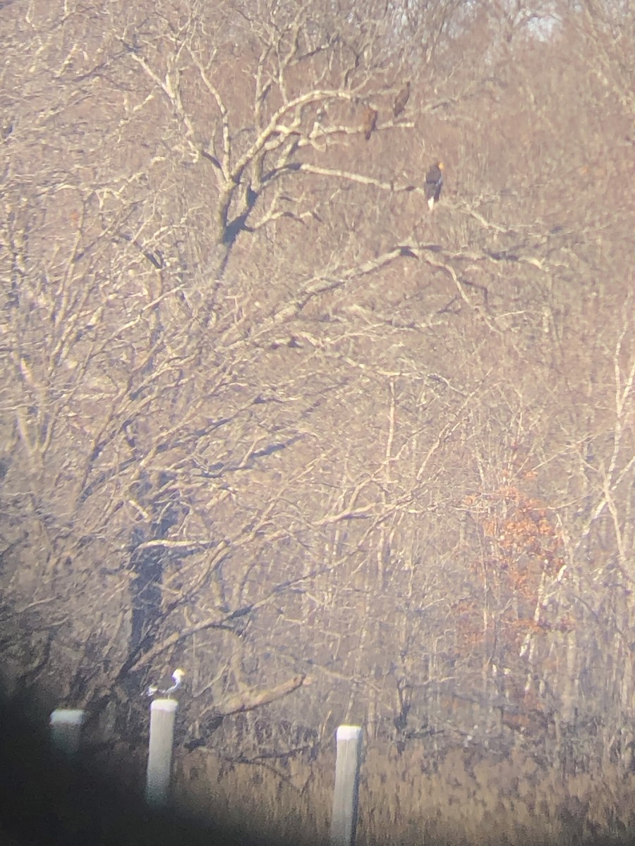 Steller's Sea-Eagle - ML397567681