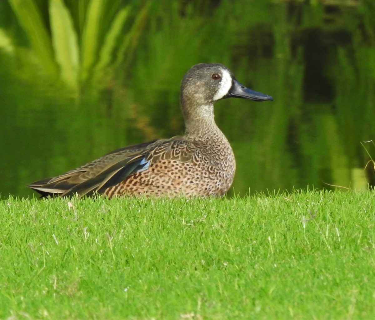 Blue-winged Teal - ML397567721