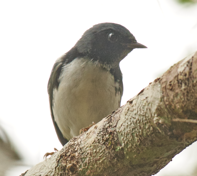 Black-throated Blue Warbler - ML397567821