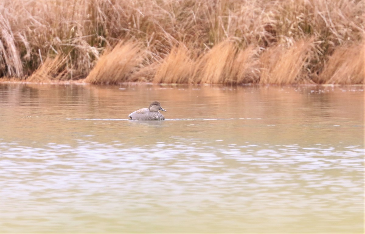 Gadwall - ML397570381