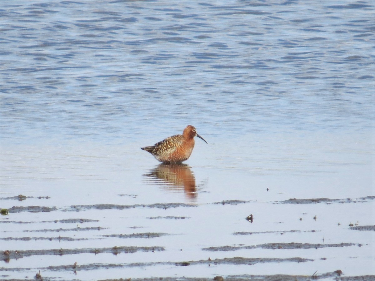 Sichelstrandläufer - ML397571351