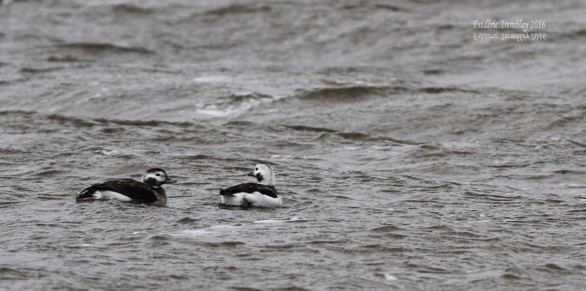 Long-tailed Duck - frederic tremblay