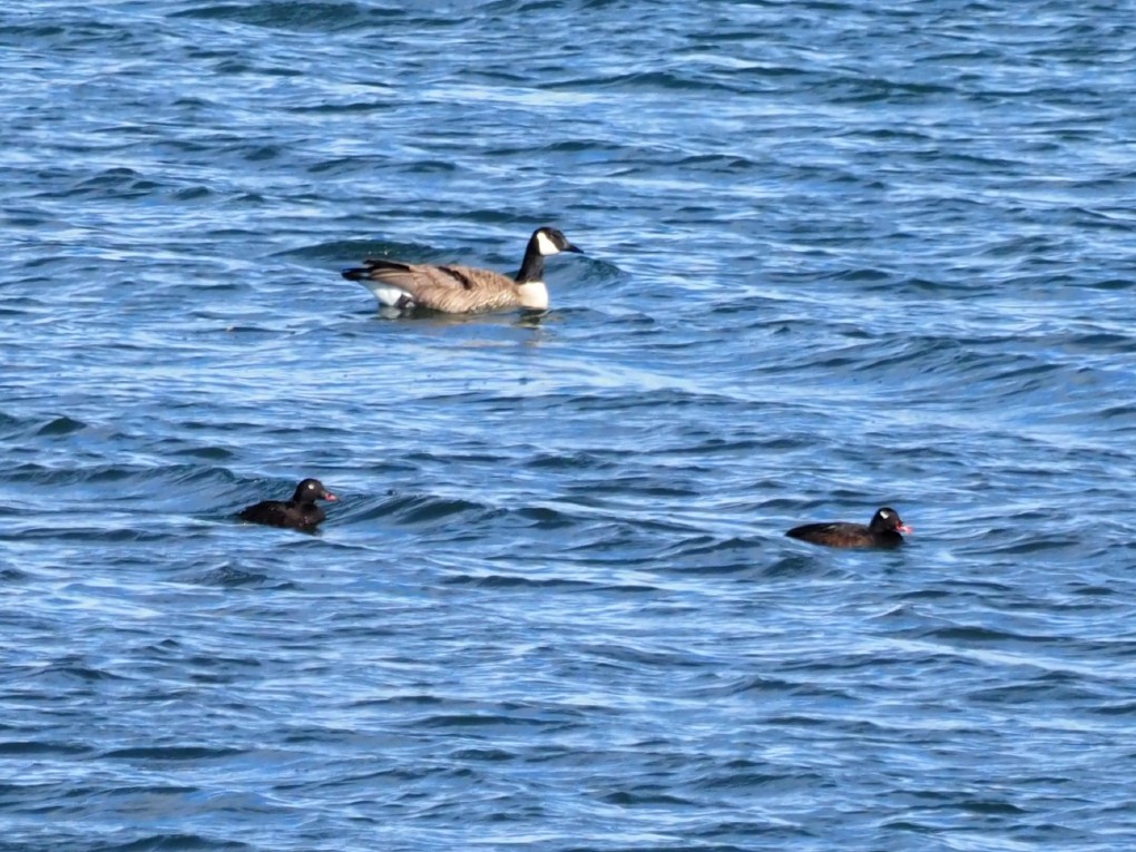 White-winged Scoter - ML397572921