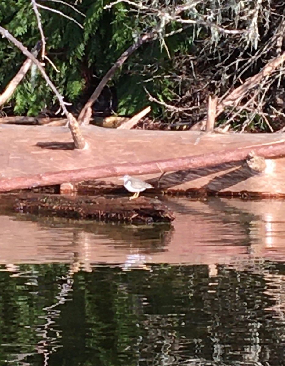 Spotted Sandpiper - ML397573271