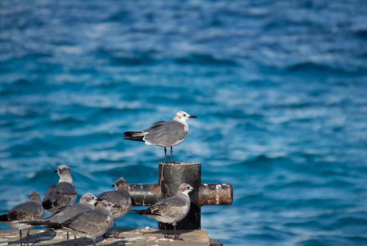 Laughing Gull - Joanne Dial