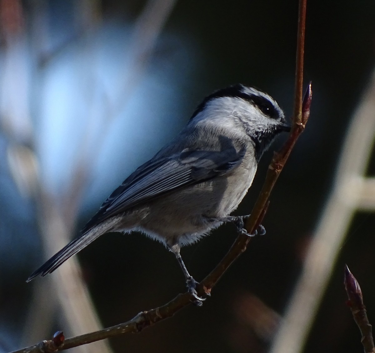 Mountain Chickadee - ML39757841