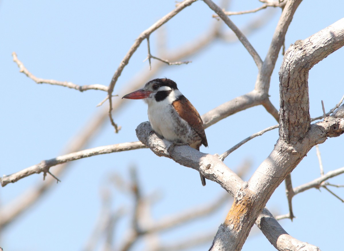 White-eared Puffbird - ML397578581