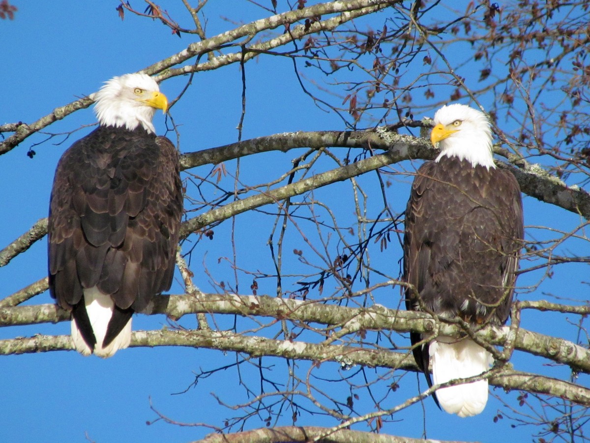Bald Eagle - ML397579011