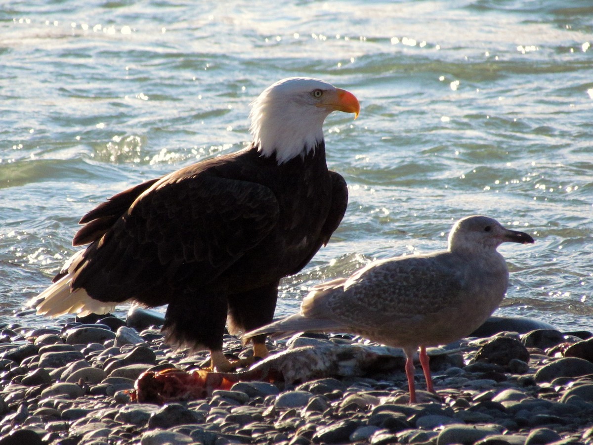 Bald Eagle - ML397579091