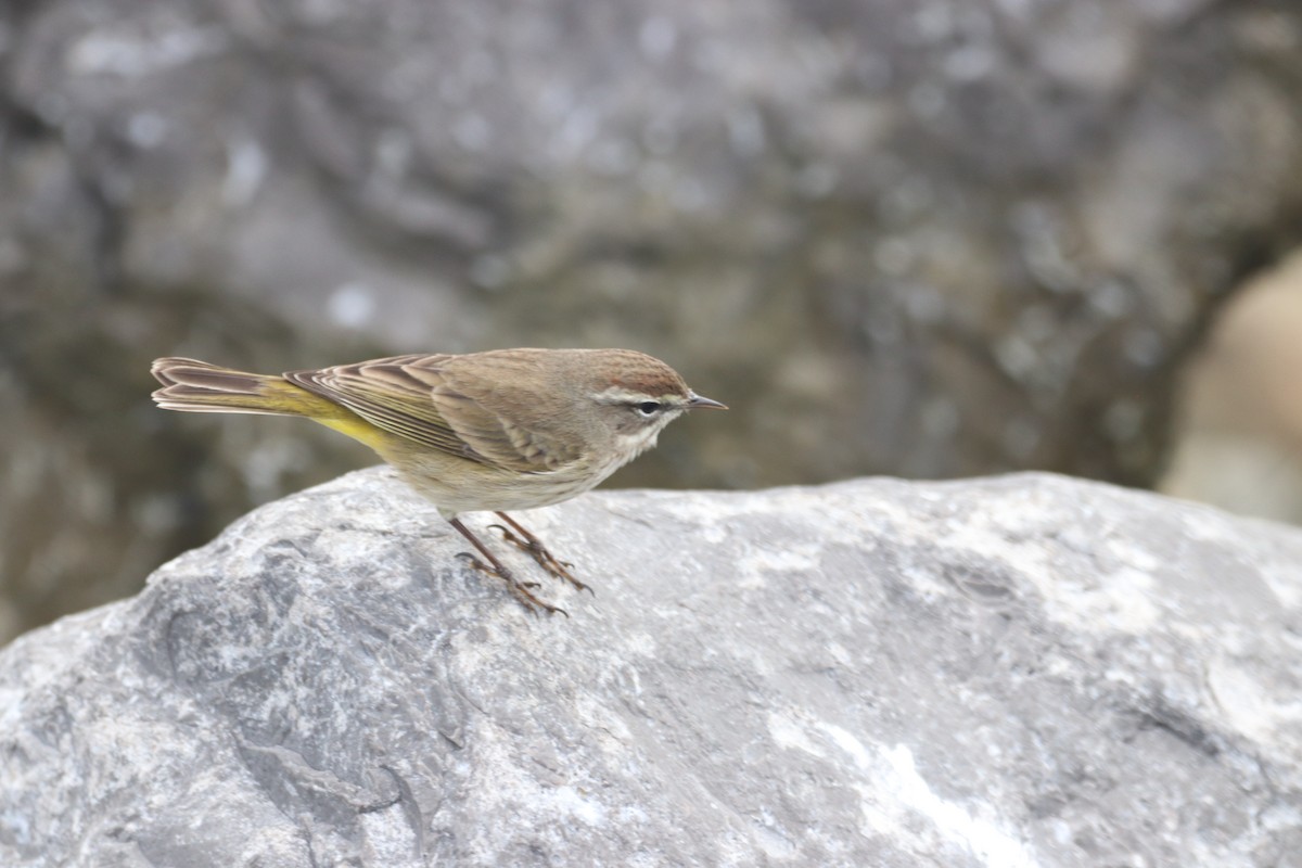 Palm Warbler - ML397579171