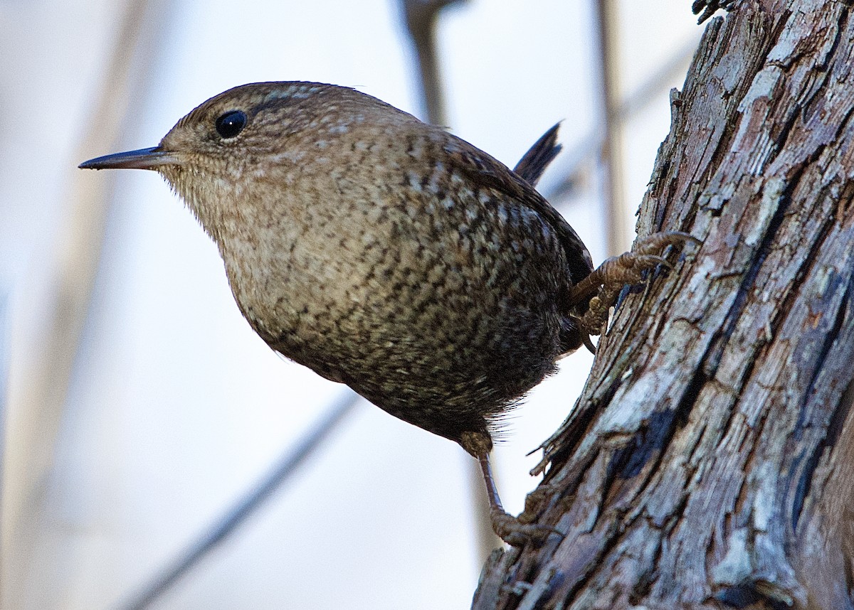 Winter Wren - Steve Bell