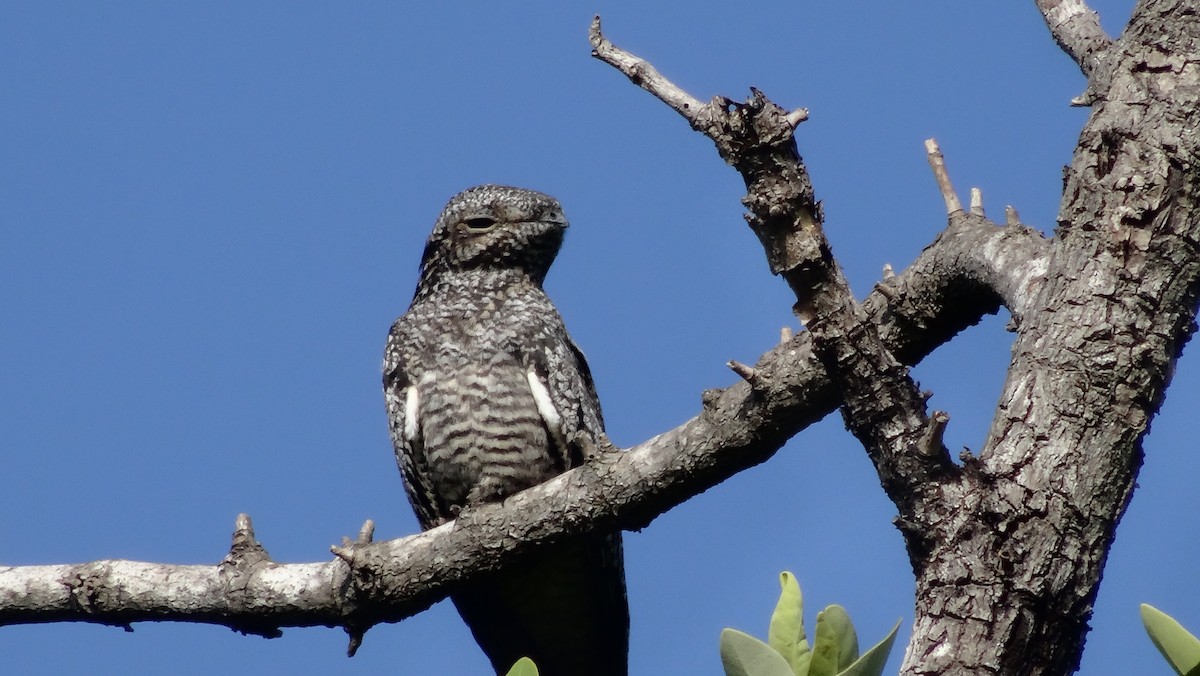 Common Nighthawk - ML39757991