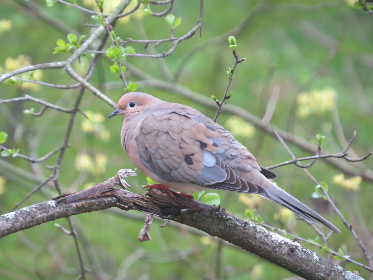 Mourning Dove - ML397579941