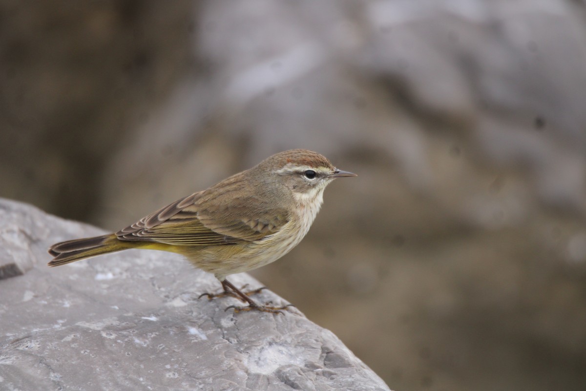 Palm Warbler - ML397580261