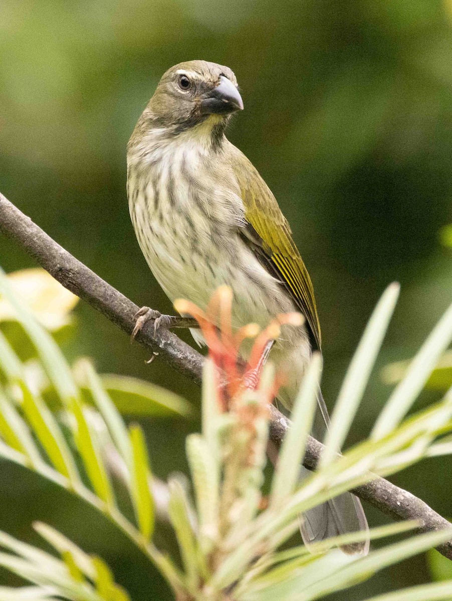 Streaked Saltator - David Barton