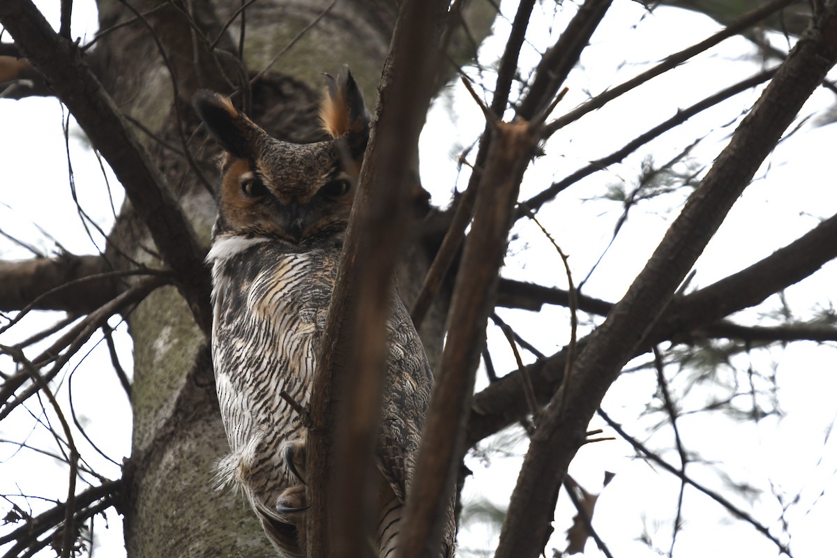Great Horned Owl - ML397583501