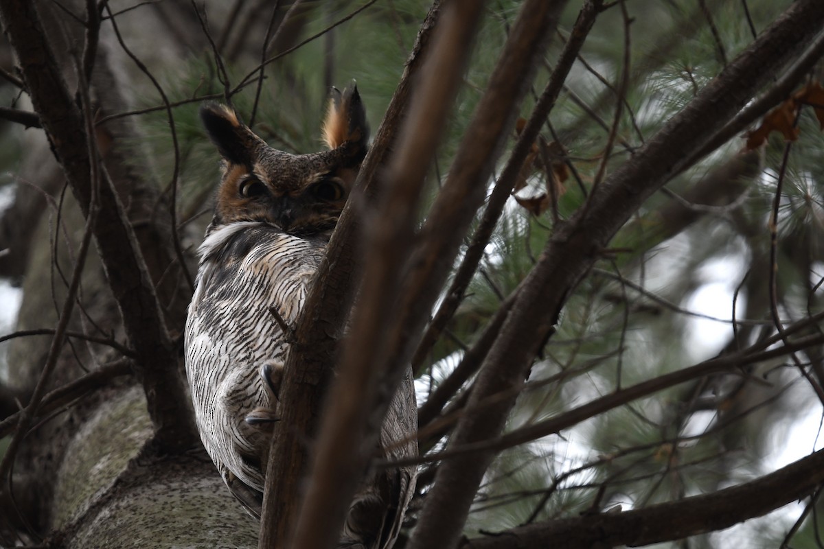 Great Horned Owl - ML397583811