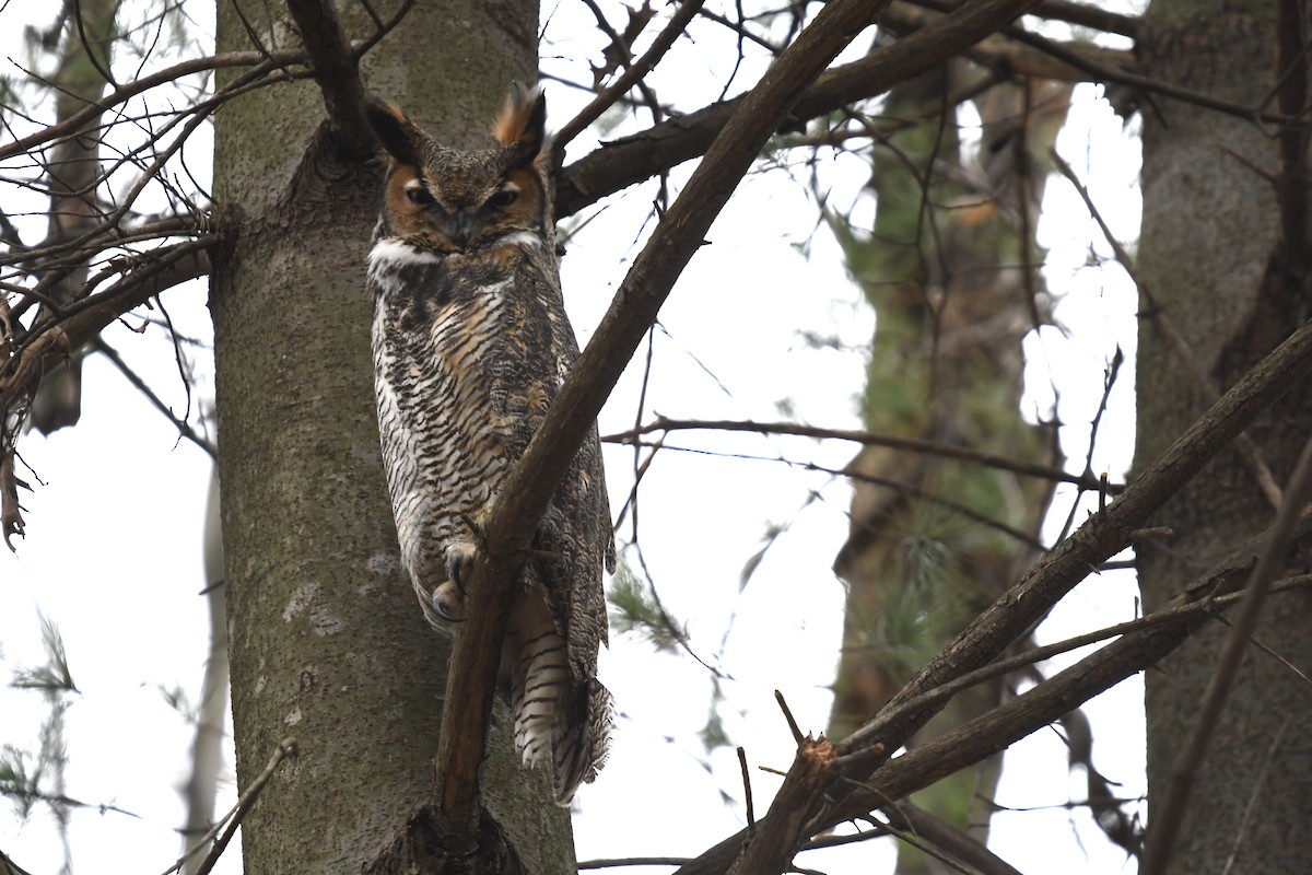 Great Horned Owl - ML397583821