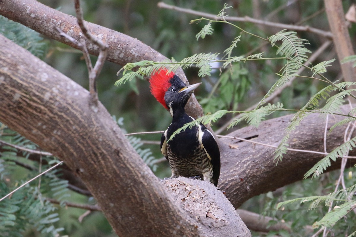 Lineated Woodpecker (Lineated) - Matthew Eisenson