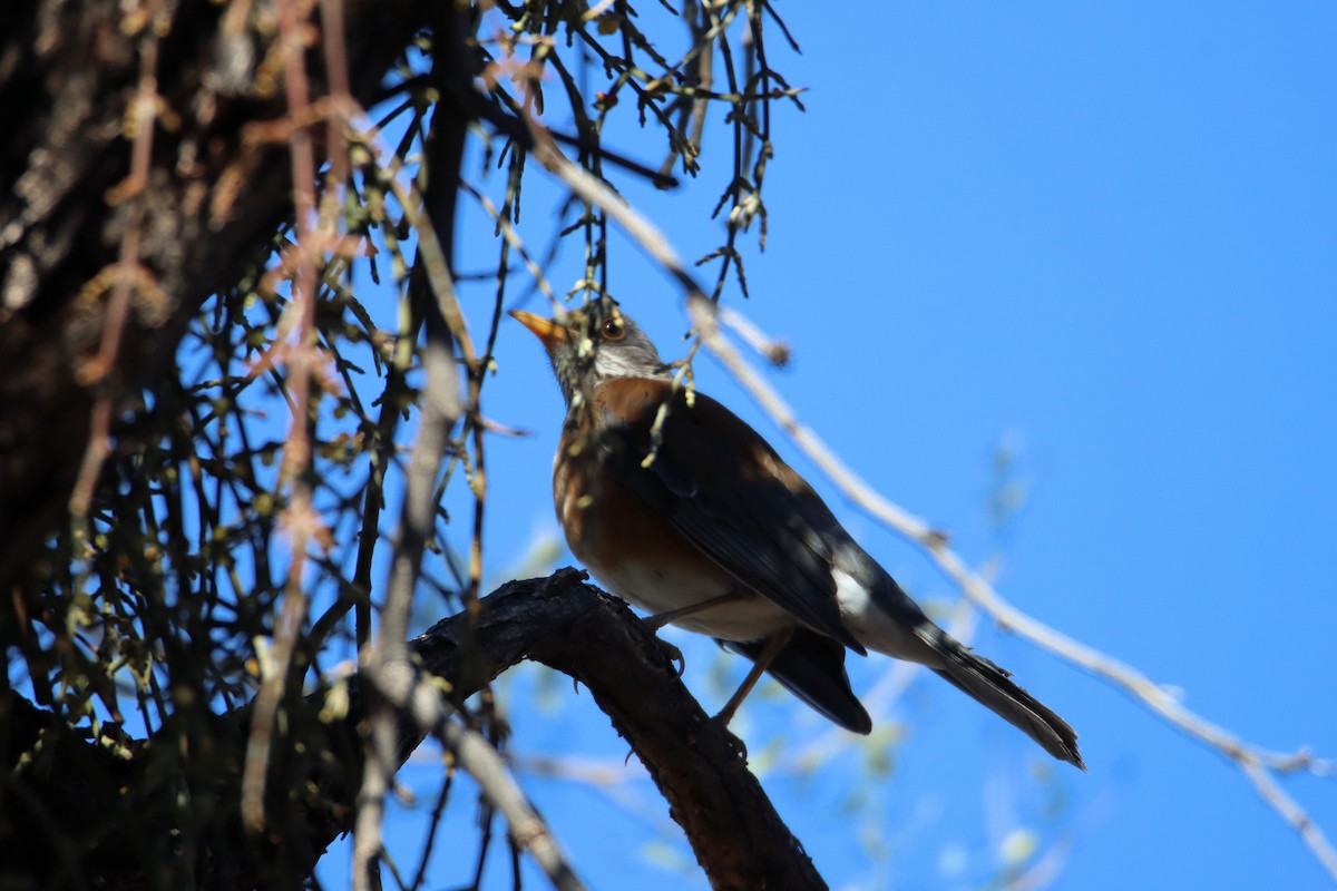 Rufous-backed Robin - Diana Spangler