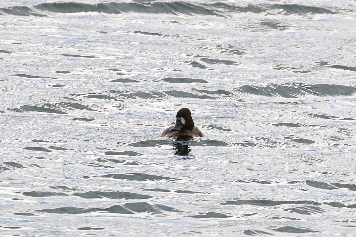 Lesser Scaup - ML397586441