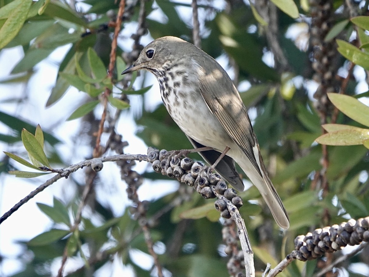 Hermit Thrush (auduboni Group) - ML397587491