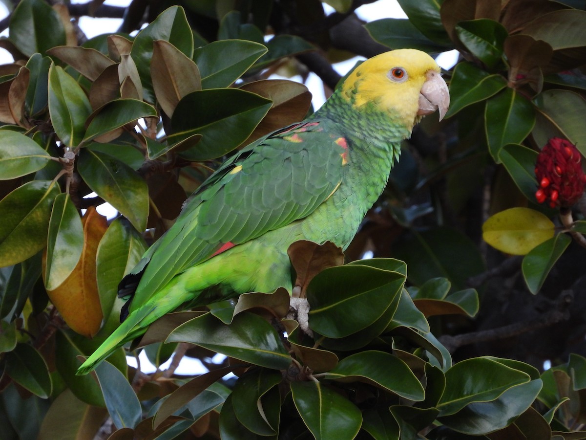 Yellow-headed Parrot - ML397587931