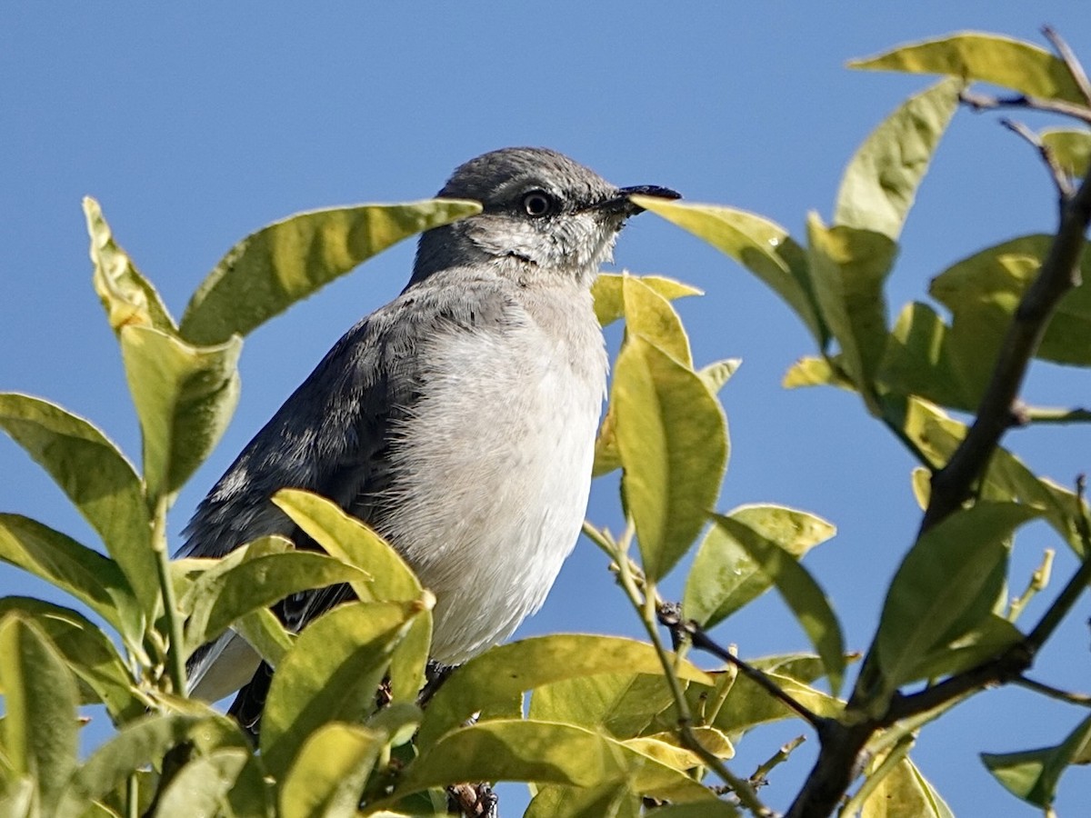 Northern Mockingbird - ML397588211