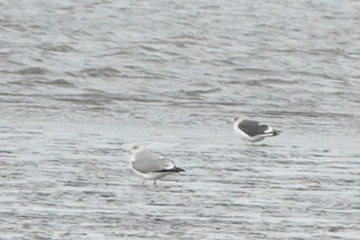 Lesser Black-backed Gull - ML397588411