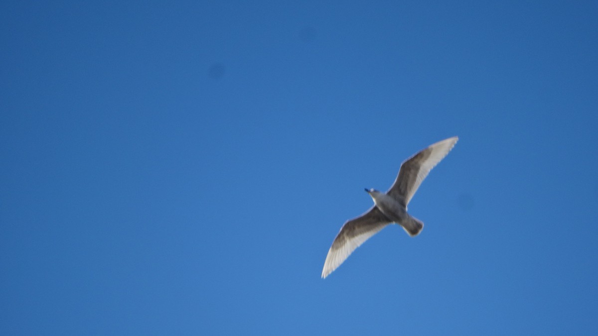 Glaucous-winged Gull - ML397590471