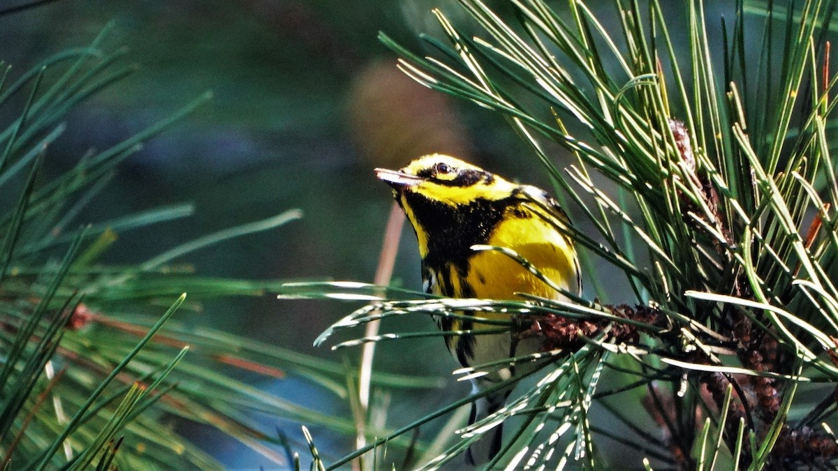 Townsend's Warbler - ML397590601