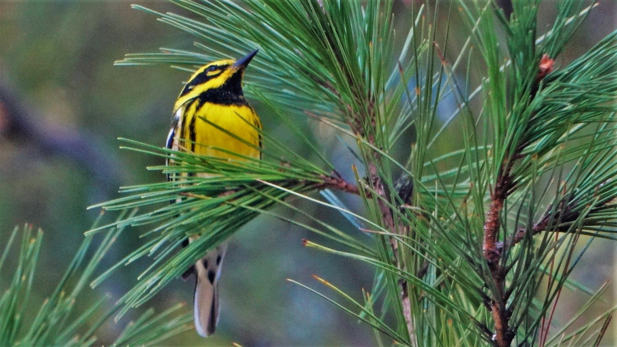 Townsend's Warbler - ML397590611