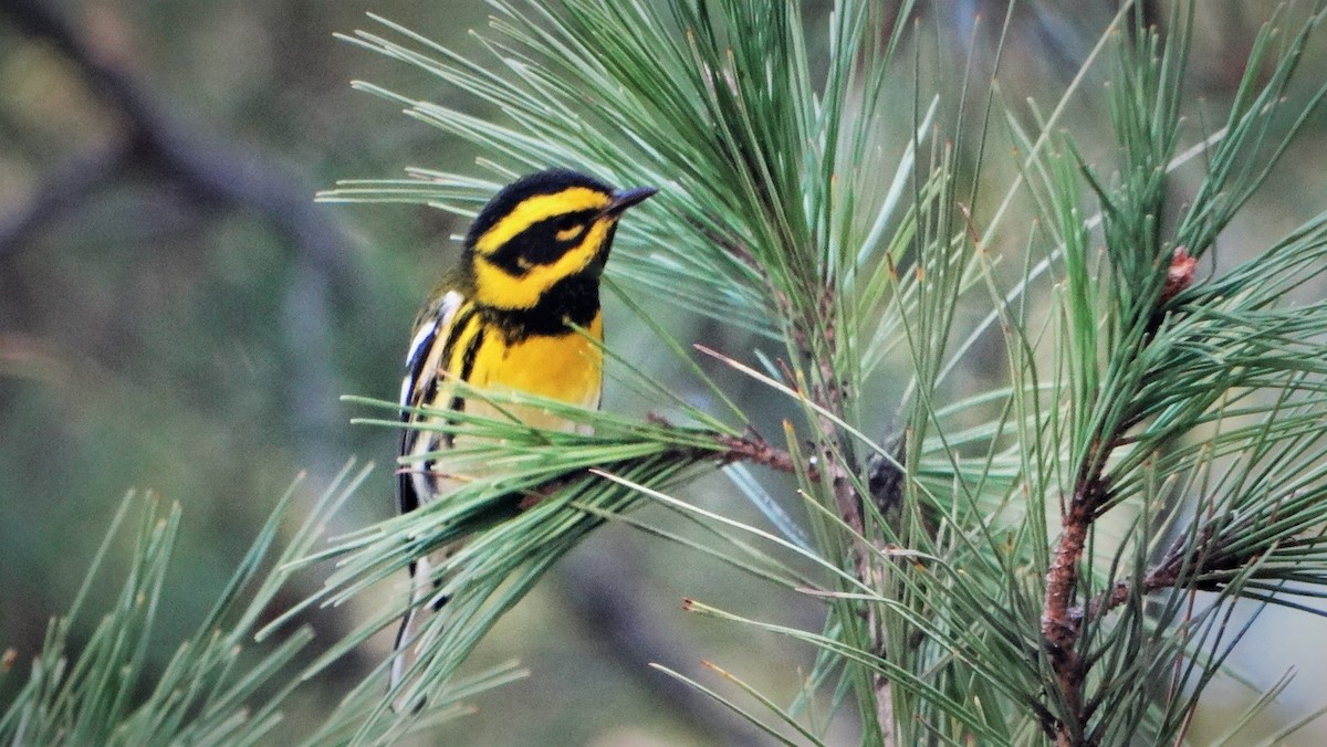 Townsend's Warbler - ML397590631