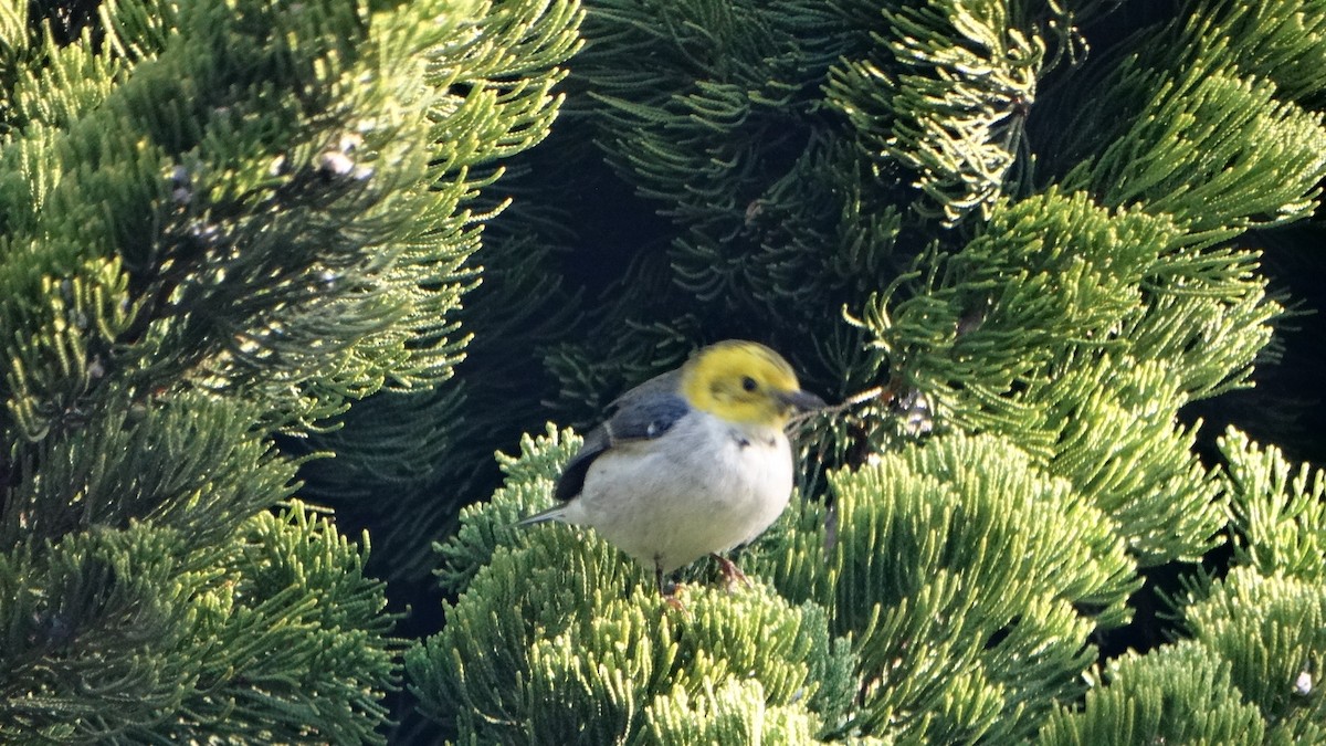 Hermit Warbler - ML397590651