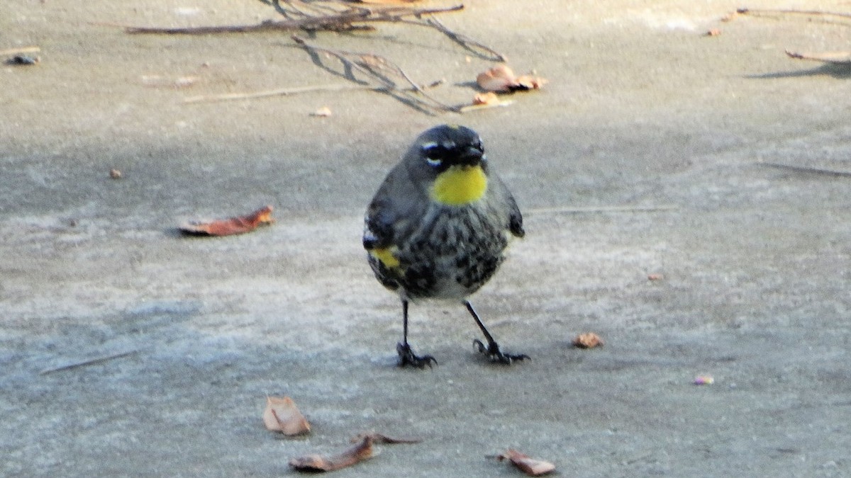 Yellow-rumped Warbler - ML397590661