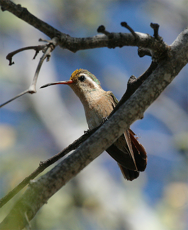 Xantus's Hummingbird - ML397592361