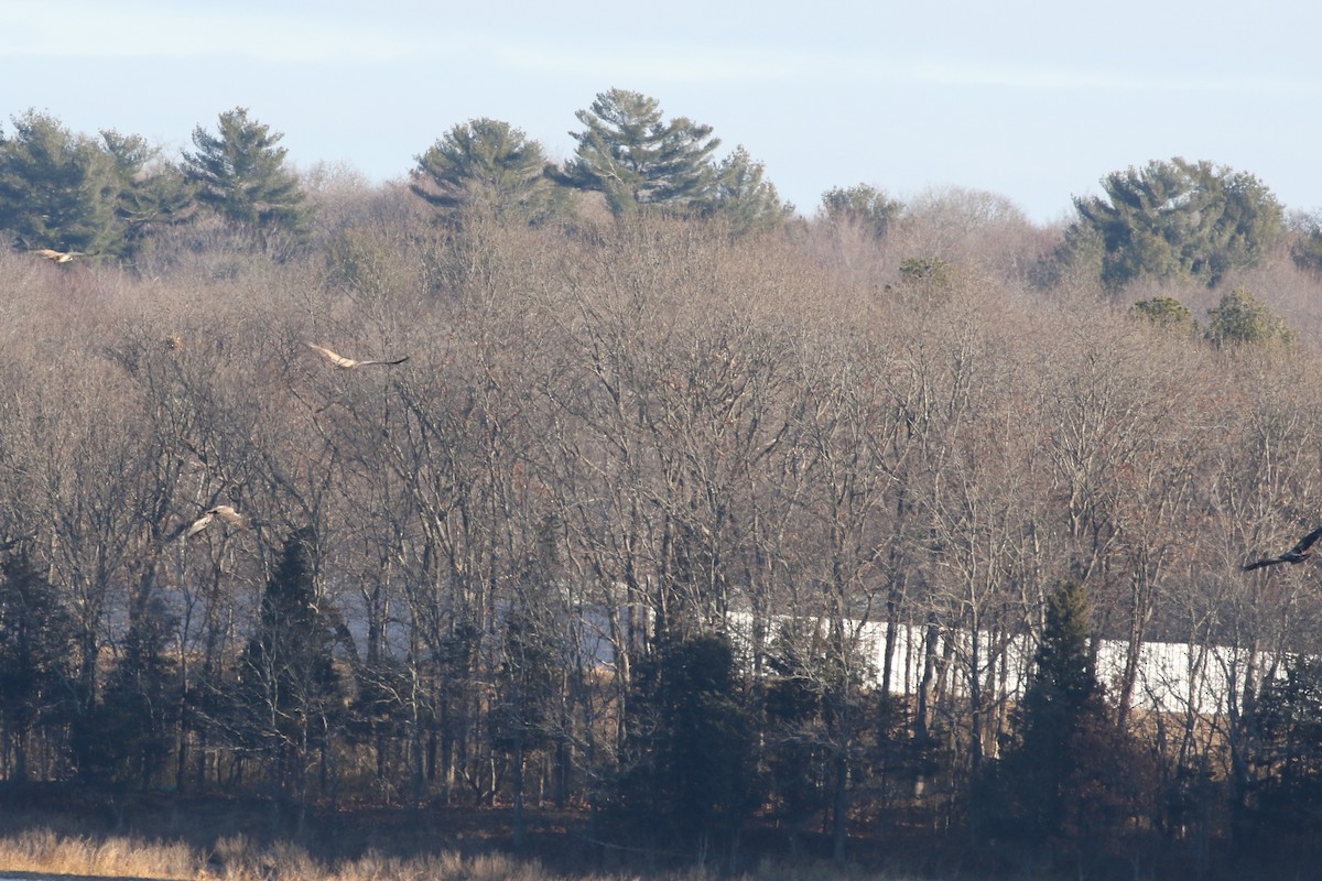 Bald Eagle - ML397592441