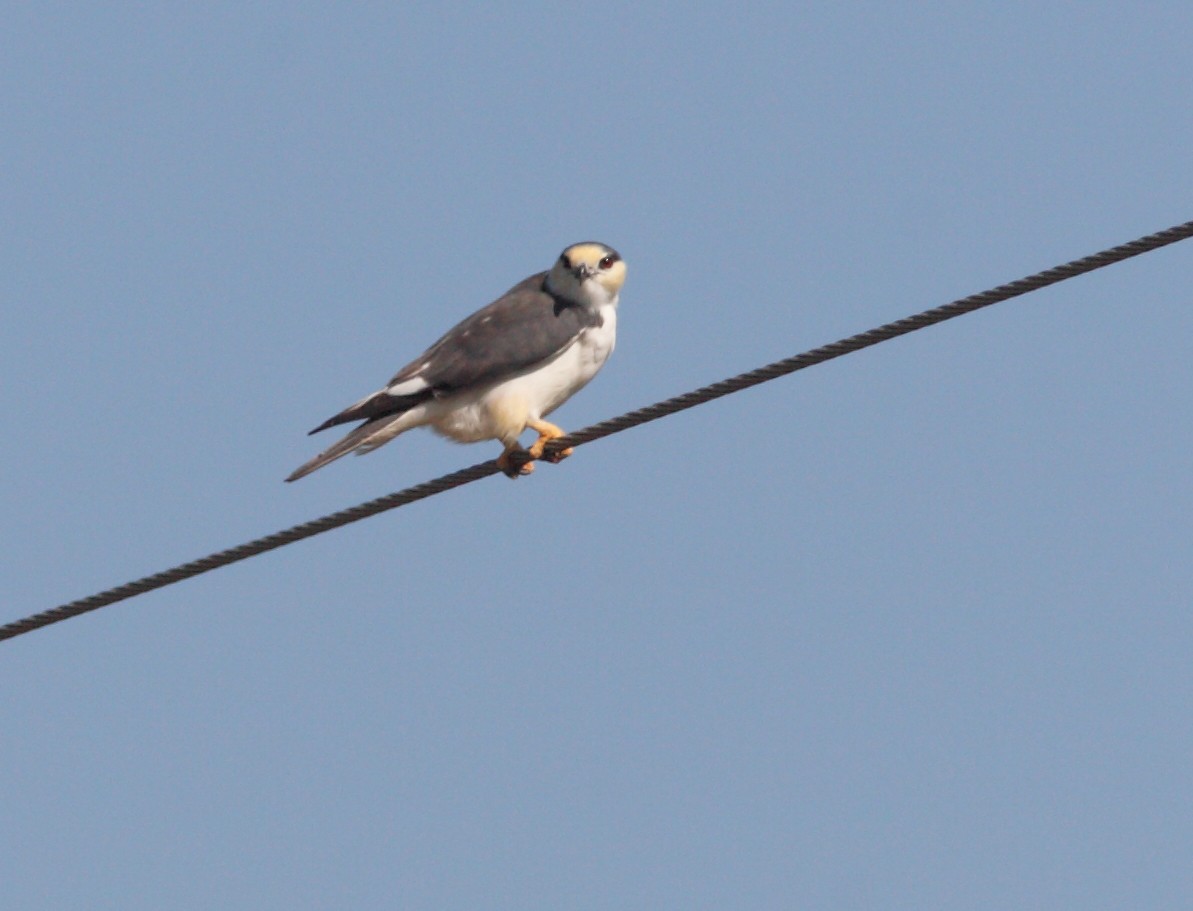 Pearl Kite - William Price