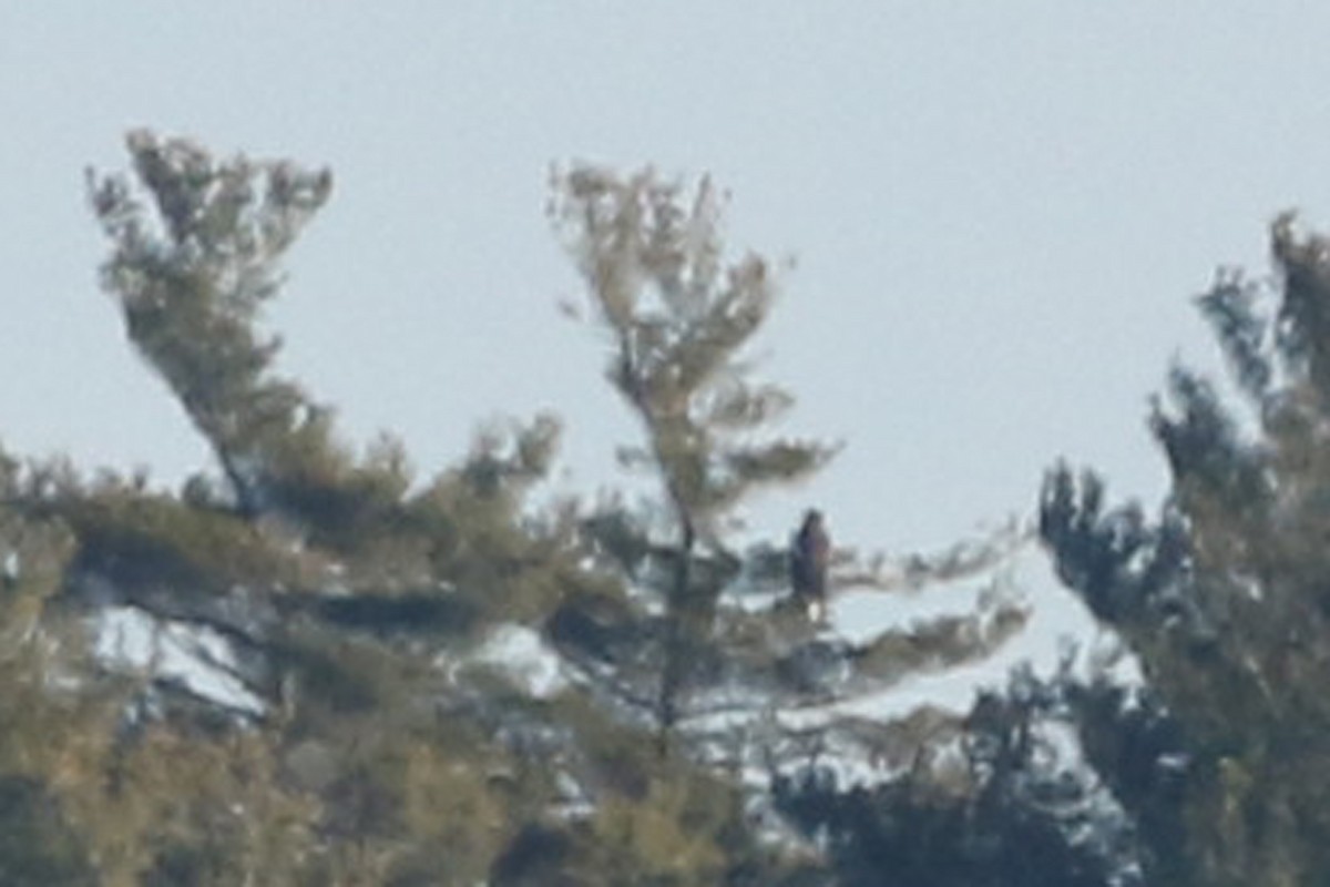 Steller's Sea-Eagle - ML397592721