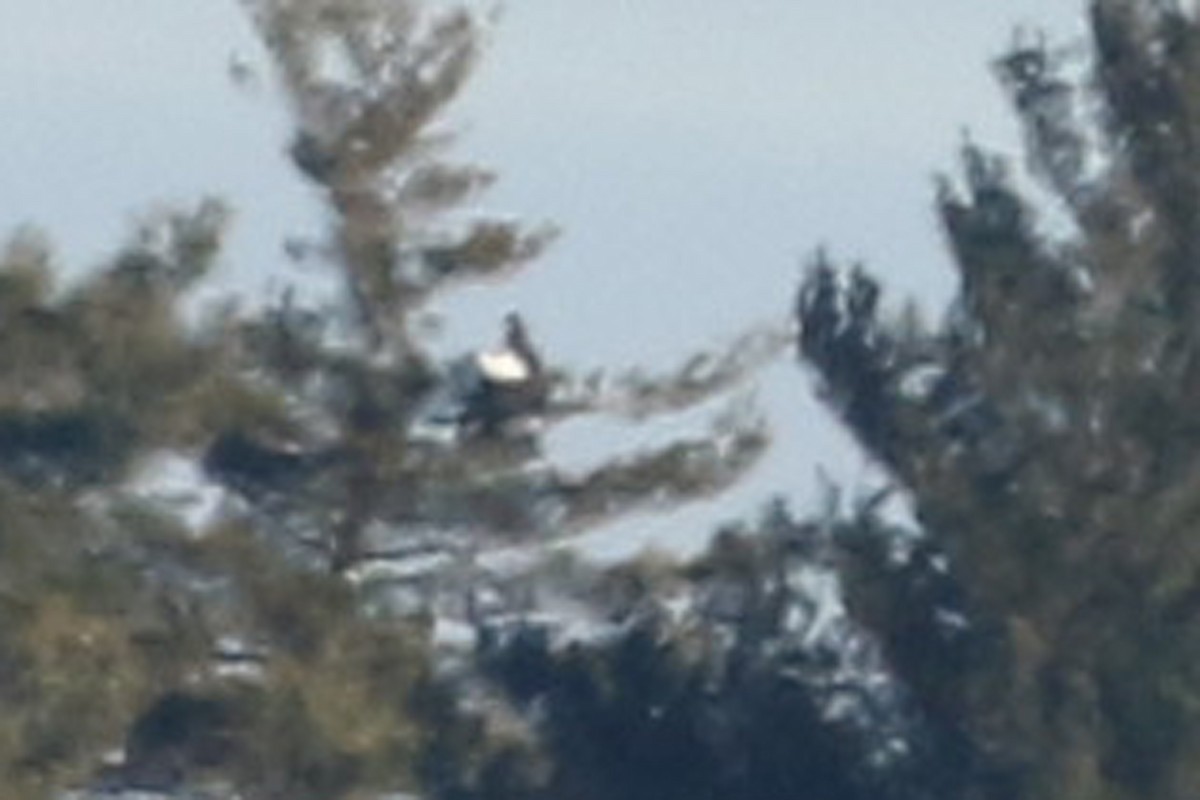 Steller's Sea-Eagle - ML397592731