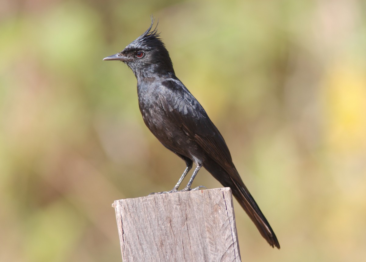 Crested Black-Tyrant - William Price