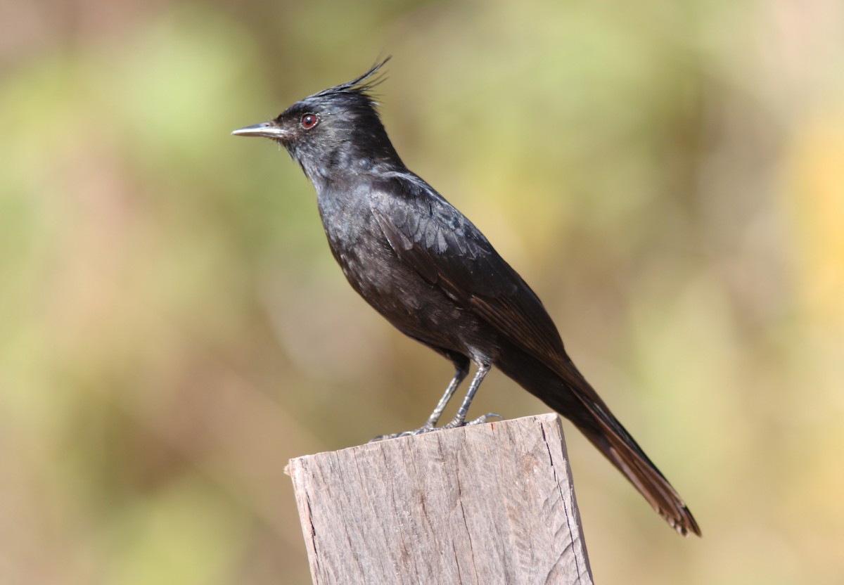 Crested Black-Tyrant - ML397593071