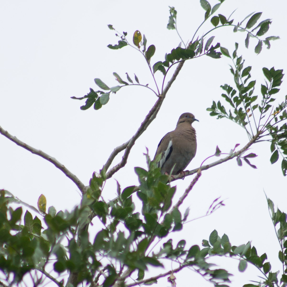 White-winged Dove - Adalberto Gonzalez