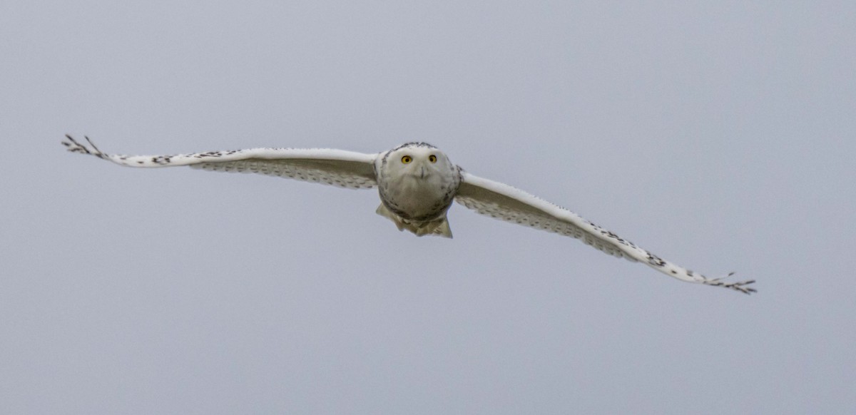 Snowy Owl - ML397594601