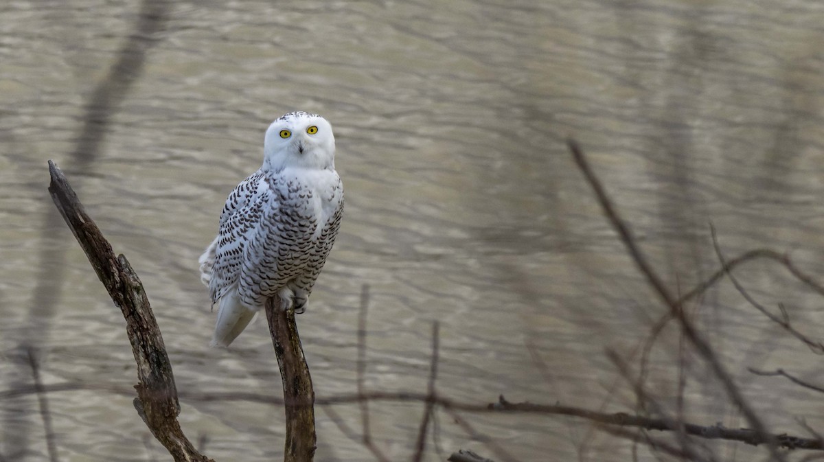 Snowy Owl - ML397594611