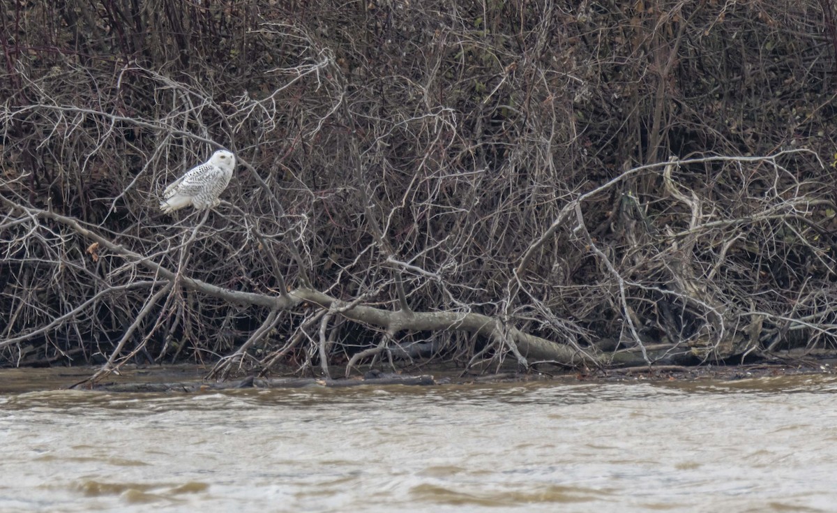 Snowy Owl - ML397594621