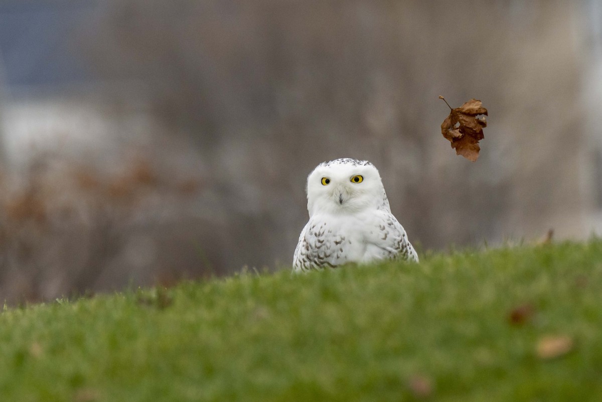 Snowy Owl - ML397594671